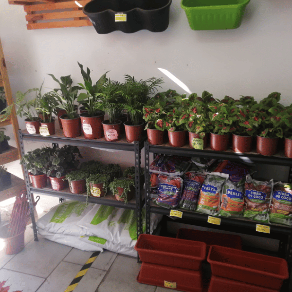 Planta Colours