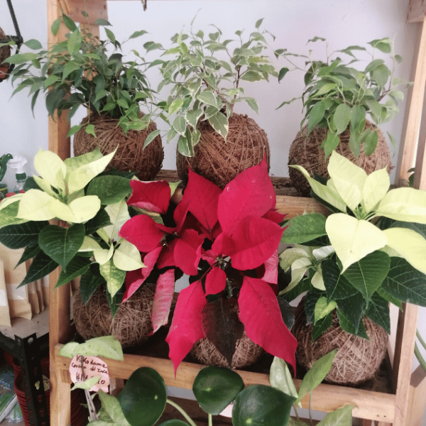 Planta Colours