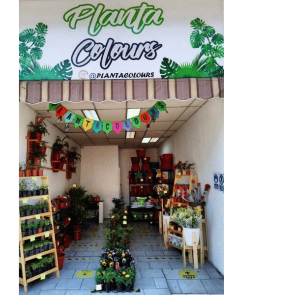 Planta Colours
