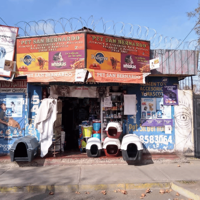 PET SAN BERNARDO